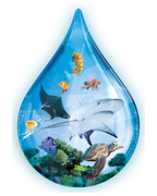 Ark Nova Uitbreiding: Waterwereld - Bordspel (NL)