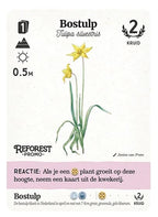 Reforest: Oerbos (incl. promo) - Kaartspel (NL)